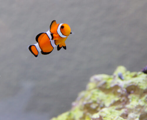 saltwater clownfish